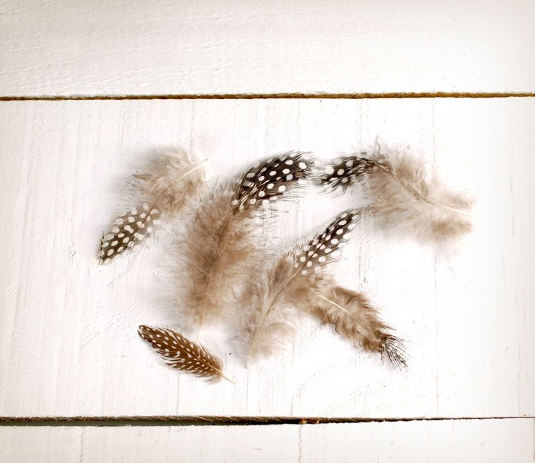 Plumas Naturales para Decorar Plumas Naturales para Decorar